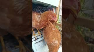 Chickens, Healthy and Happy, Abundance is Now @EatYourBackYard