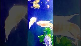 The Method of Displaying Beautiful Fishes in Aquariums