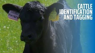 Cattle Identification and Tagging