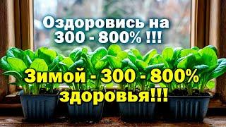 Все, все подробно! Зелень на 300 800% полезней! БашИнком Л Кузнецова В  Кузнецов