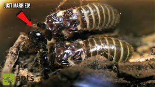 My New Termite Queen and King | Starting a Termite Farm