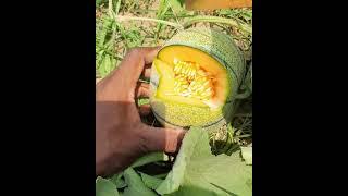 Got angry whenever the muskmelon price got drop by market