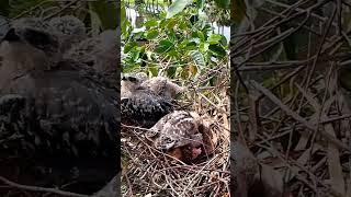 Black winged kite Birds#BirdsOfInstagram#BirdLovers#WildBirds#PetBirds#BirdTok popular on TikTok18