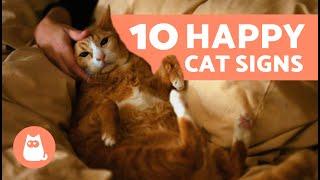 How Do I Know if My CAT is HAPPY?  (10 Signs of a Happy Cat)