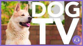 DOG TV - 15 HOURS OF VIRTUAL DOG WALKING - Entertain Your Dog! (HD)