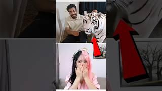 white tiger 
