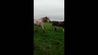 CRAZY Clydesdale Horses Galloping and Going Wild... AGAIN!!!