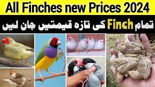 All Finches new price update 2024 | gouldian finch | penguin | owl finch | java finch | zebra finch