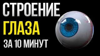 Строение глаза лучшее объяснение за 10 минут | ЕГЭ Биология | Глеб Мендель