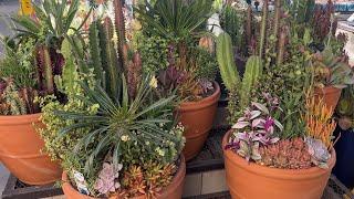 PLANT SHOPPING AT LOWES GARDEN CENTER. MASSIVE 15 GALLON SUCCULENT POTS. #cactus #plants #agave