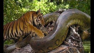 호랑이 vs 아나콘다 엄청난 데스매치!! tiger vs anaconda fight to death