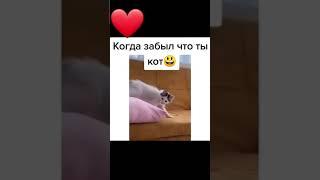 когда забыл что ты кот