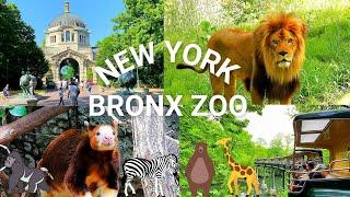 NYC Bronx Zoo Highlights | Exploring One of the Best Zoos in the United States