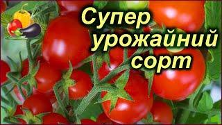 СУПЕР УРОЖАЙ! Найврожайніший сорт помідор.