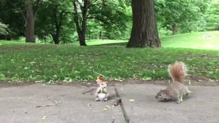 Squirrels don't know how to react to squirrel statue