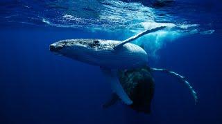 Face to Face with GIANTS - Swimming with Humpbacks!