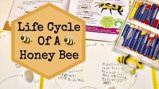 LIFE CYCLE OF A HONEY BEE | HOMESCHOOL ACTIVITY