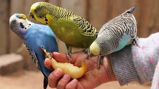 6 Hr Happy Parakeets Sing Playing This, Cute Budgies Chirping. Reduce Stress of lonely Birds Videos