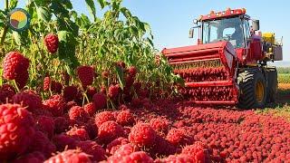 How American Farmers Harvest 374 Million Pounds of Raspberries by Machine | Farming Documentary