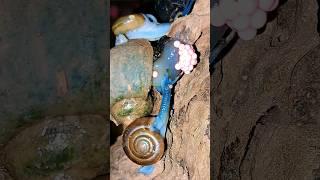 Strange green snails destroy the egg laying of golden apple snails | Tropical Forest Bees