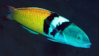 Facts: The Bluehead Wrasse