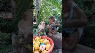 Baby monkey eating fruit #monkeydluffy #monkeysr #monkeychallenge #babymonkey #monkeyvideo #monkey