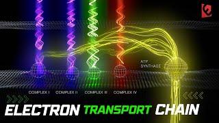 Erchonia Laser Therapy | Electron Transport Chain