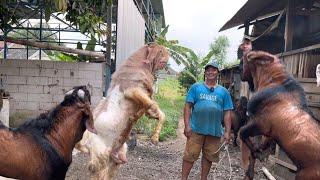 THE LARGEST COLLECTION OF GOATS IN INDONESIA