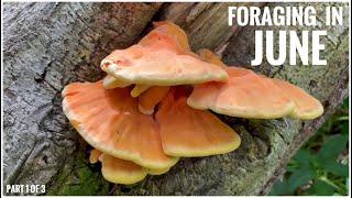 Foraging in June (Part 1 of 3) - UK Wildcrafts Monthly Foraging Calendar