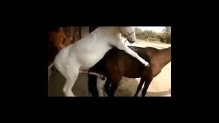 horse mating️️ #breeding #ytshorts #yt #viral #trending