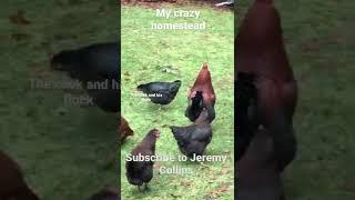 My cock and his flock. #funny #canada #explore #comedy #farming #homestead #rooster #jokes #memes