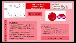 Кровь. Лимфа. Понятие о системе крови.