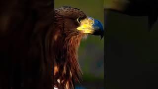 The Show Of Eagles  ।। #nature #trending #shorts #nature_gallery @naturegallery_