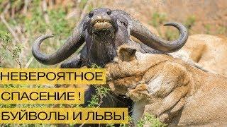 Чудесное спасение! За минуту до гибели друг пришел на помощь!