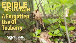 EDIBLE MOUNTAIN TEABERRY