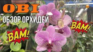 Обзор орхидей из магазина ОБИ || OBI последнее время удивляет  || Неудержался накупил 