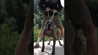 Aggressive BANDOG dog transformation  #shorts #jaishreeram (2m+)