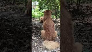 Home turned Jungle for Gaddi dog Pair🪴