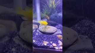 cichlid fish making nest