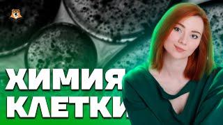 Химия клетки - первая тема для изучения | Биология ЕГЭ 2023 | Умскул