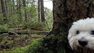 Highpoint Trail | 4K | Virtual Walking | Hiking | Foraging Edible PNW Plants