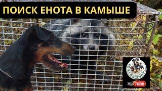 Охота с ягдтерьером , поиск енота в камыше, Fox Hunt with Jagdterrier