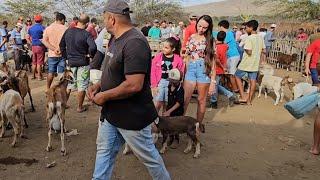 FEIRA DE ANIMAIS DA VILA JERIMUM T.N-PE 05/01/2025 PRIMEIRA FEIRA DO ANO