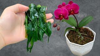 This "miracle drug" alone can make orchids bloom all year round.