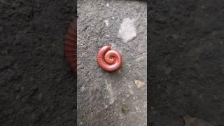 millipede poka#shorts#shorts video#youtube# trending shorts#yt7777