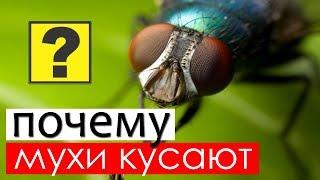 Почему мухи кусаются в августе?