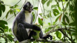 Thomas's Leaf Monkey Eating Jackfruit