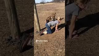 Goat tries to give kid a wedgie