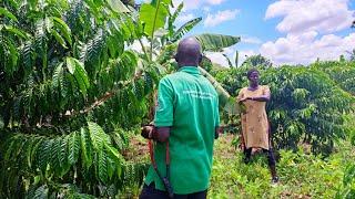 20 Years of Coffee Farming Wisdom: Proven Techniques for Coffee Farming in Northern Uganda