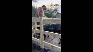Loading our 1st feeder hog easy  #hog #pig #sausage #bacon #ham